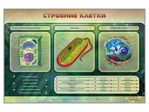 Электрифицированный стенд "Строение клетки" с маркерными полями - fgospostavki.ru - Ижевск