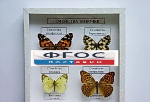 Коллекция "Семейство бабочек" - fgospostavki.ru - Ижевск