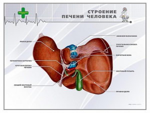 Стенд "Строение печени человека" - fgospostavki.ru - Ижевск