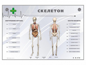 Электрифицированный стенд-тренажер "Скелетон" - fgospostavki.ru - Ижевск