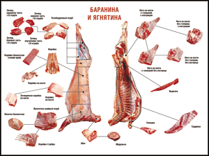 Таблица "Правила разделки мясных туш. Баранина и ягнятина" (100х140 сантиметров, винил) - fgospostavki.ru - Ижевск