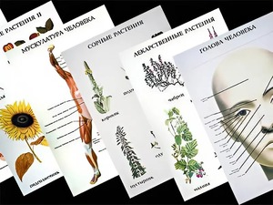 Таблицы по природоведению 1-3 класс (46 штук, формат А2) - fgospostavki.ru - Ижевск