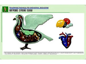 Рельефная таблица "Внутреннее строение голубя" (формат А1, матовое ламинирование) - fgospostavki.ru - Ижевск
