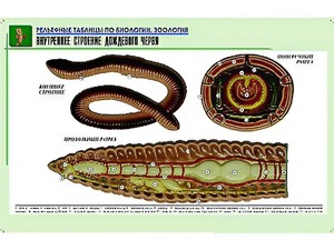 Рельефная таблица "Внутреннее строение дождевого червя" (формат А1, матовое ламинирование) - fgospostavki.ru - Ижевск
