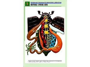 Рельефная таблица "Внутреннее строение жука" (формат А1, матовое ламинирование) - fgospostavki.ru - Ижевск