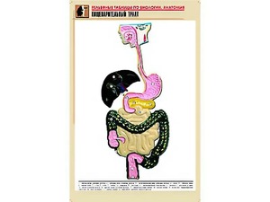 Рельефная таблица "Пищеварительный тракт" (формат А1, матовое ламинирование) - fgospostavki.ru - Ижевск