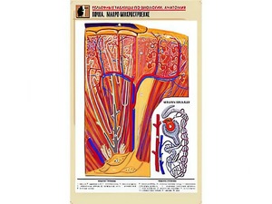 Рельефная таблица "Почка. Макро-микростроение" (формат А1, матовое ламинирование) - fgospostavki.ru - Ижевск