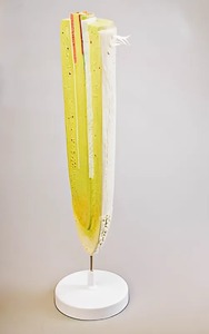 Модель строения корня - fgospostavki.ru - Ижевск