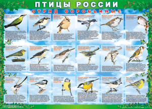 Комплект таблиц "Птицы России (4 листа)" (100х140 сантиметров, винил) - fgospostavki.ru - Ижевск