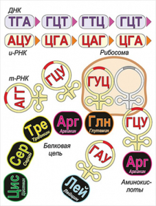 Модель-аппликация Биосинтез белка - fgospostavki.ru - Ижевск