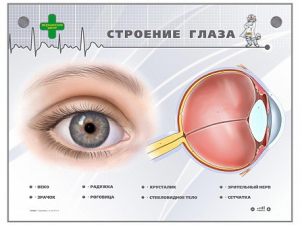 Интерактивный стенд "Строение глаза" - fgospostavki.ru - Ижевск