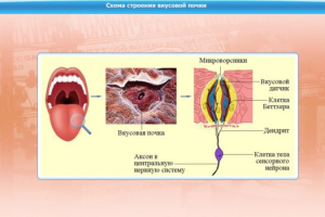 Интерактивные курсы. Биология 10 класс. Расширенный. - fgospostavki.ru - Ижевск