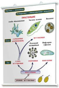 Плакаты по биологии для оформления кабинета. - fgospostavki.ru - Ижевск
