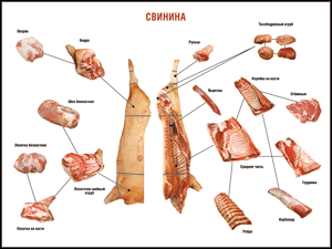 Таблица "Правила разделки мясных туш. Свинина" (100х140 сантиметров. винил) - fgospostavki.ru - Ижевск