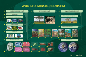 Электрифицированный стенд "Уровни организации жизни" - fgospostavki.ru - Ижевск