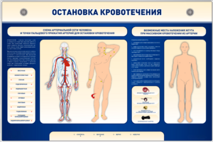 Электрифицированный стенд-тренажер "Остановка кровотечения" - fgospostavki.ru - Ижевск