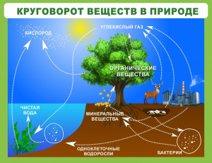 Стенд "Круговорот веществ" - fgospostavki.ru - Ижевск