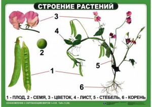 Комплект таблиц "Ознакомление с окружающим миром 1-4 класс" - fgospostavki.ru - Ижевск