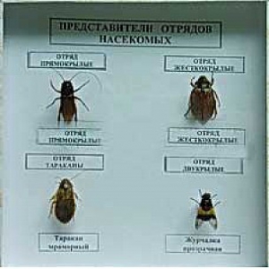 Коллекция энтомологическая "Представители отряда насекомых" - fgospostavki.ru - Ижевск