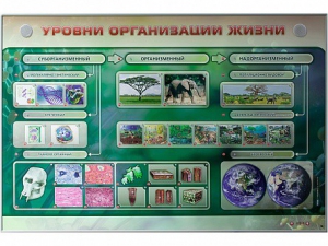 Электрифицированный стенд "Уровни организации жизни" - fgospostavki.ru - Ижевск