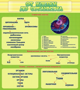 Стенд "От клетки до организма" - fgospostavki.ru - Ижевск