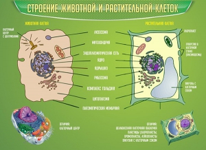Стенд "Строение животной и растительной клеток" - fgospostavki.ru - Ижевск