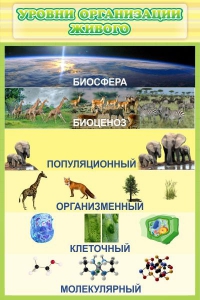 Стенд "Уровни организации живого" - fgospostavki.ru - Ижевск