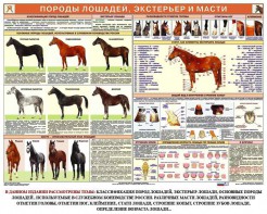 Комплект плакатов "Служебное коневодство" - fgospostavki.ru - Ижевск