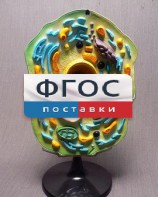 Модель "Клетка растения" - fgospostavki.ru - Ижевск