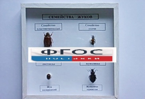 Коллекция "Семейство жуков" - fgospostavki.ru - Ижевск