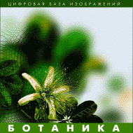 Ботаника. (Цифровая база изображений) - fgospostavki.ru - Ижевск