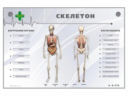 Электрифицированный стенд-тренажер "Скелетон" - fgospostavki.ru - Ижевск