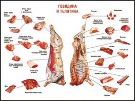 Таблица "Правила разделки мясных туш. Говядина и телятина" (100х140 сантиметров, винил) - fgospostavki.ru - Ижевск