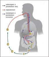 Модель-аппликация Цикл развития аскариды - fgospostavki.ru - Ижевск