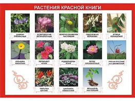 Таблица демонстрационная "Растения Красной книги" (винил 100*140) - fgospostavki.ru - Ижевск