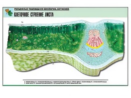 Рельефная таблица "Клеточное строение листа" (формат А1, матовое ламинирование) - fgospostavki.ru - Ижевск