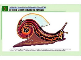 Рельефная таблица "Внутреннее строение брюхоногого моллюска" (формат А1, матовое ламинирование) - fgospostavki.ru - Ижевск
