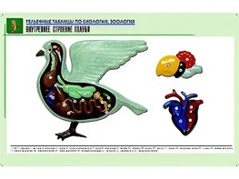 Рельефная таблица "Внутреннее строение голубя" (формат А1, матовое ламинирование) - fgospostavki.ru - Ижевск