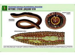 Рельефная таблица "Внутреннее строение дождевого червя" (формат А1, матовое ламинирование) - fgospostavki.ru - Ижевск