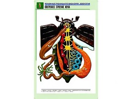 Рельефная таблица "Внутреннее строение жука" (формат А1, матовое ламинирование) - fgospostavki.ru - Ижевск