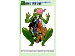 Рельефная таблица "Внутреннее строение лягушки" (формат А1, матовое ламинирование) - fgospostavki.ru - Ижевск