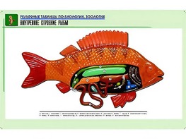Рельефная таблица "Внутреннее строение рыбы" (формат А1, матовое ламинирование) - fgospostavki.ru - Ижевск