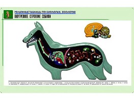 Рельефная таблица "Внутреннее строение собаки" (формат А1, матовое ламинирование) - fgospostavki.ru - Ижевск