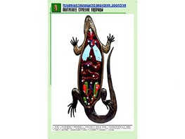 Рельефная таблица "Внутреннее строение ящерицы" (формат А1, матовое ламинирование) - fgospostavki.ru - Ижевск