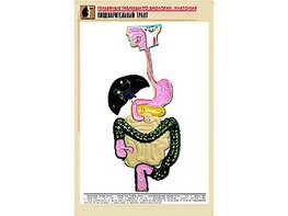 Рельефная таблица "Пищеварительный тракт" (формат А1, матовое ламинирование) - fgospostavki.ru - Ижевск