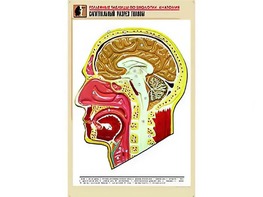 Рельефная таблица "Сагиттальный разрез головы" (формат А1, матовое ламинирование) - fgospostavki.ru - Ижевск
