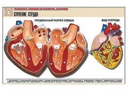 Рельефная таблица "Строение сердца" (формат А1, матовое ламинирование) - fgospostavki.ru - Ижевск