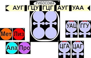 Модель-аппликация "Биосинтез белка" (ламинированная) - fgospostavki.ru - Ижевск