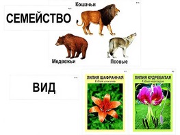 Модель-аппликация "Классификация растений и животных" (ламинированная) - fgospostavki.ru - Ижевск