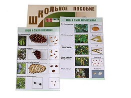 Коллекция "Шишки, плоды, семена деревьев и кустарников" - fgospostavki.ru - Ижевск